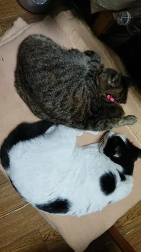 かび饅頭？まめ大福？